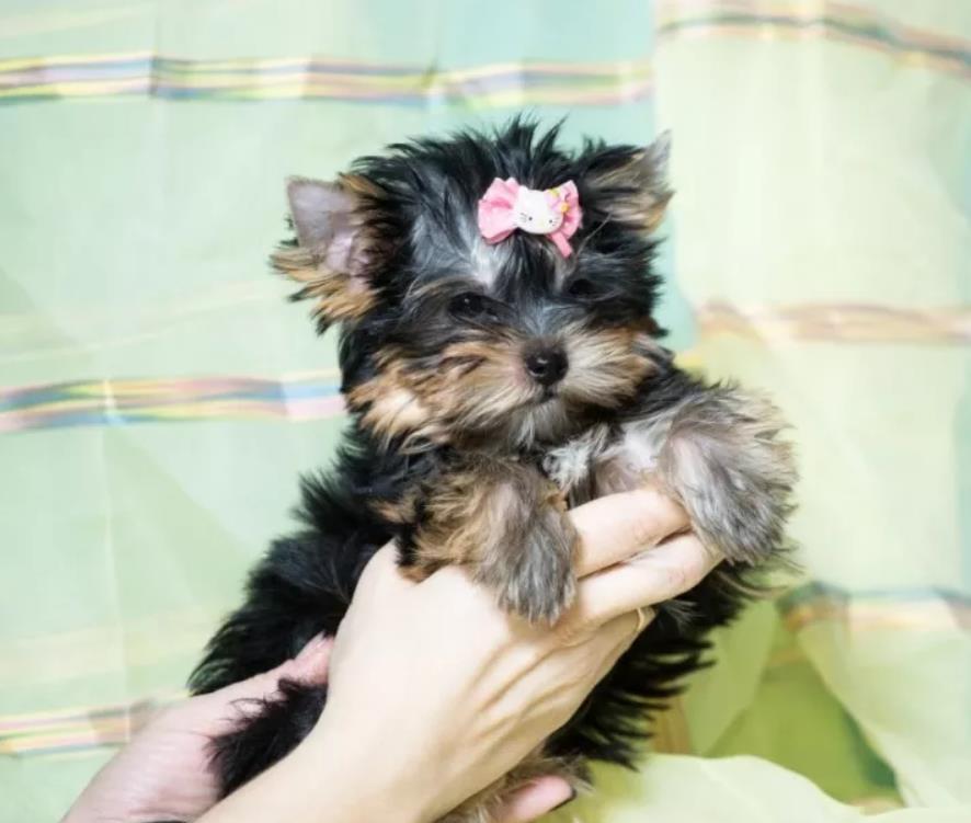Yorkshire Terrier Toy, talie foarte mica, parinti cu Pedigree, garantie