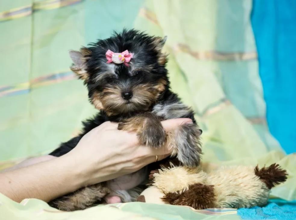 Yorkshire Terrier Toy, talie foarte mica, parinti cu Pedigree, garantie