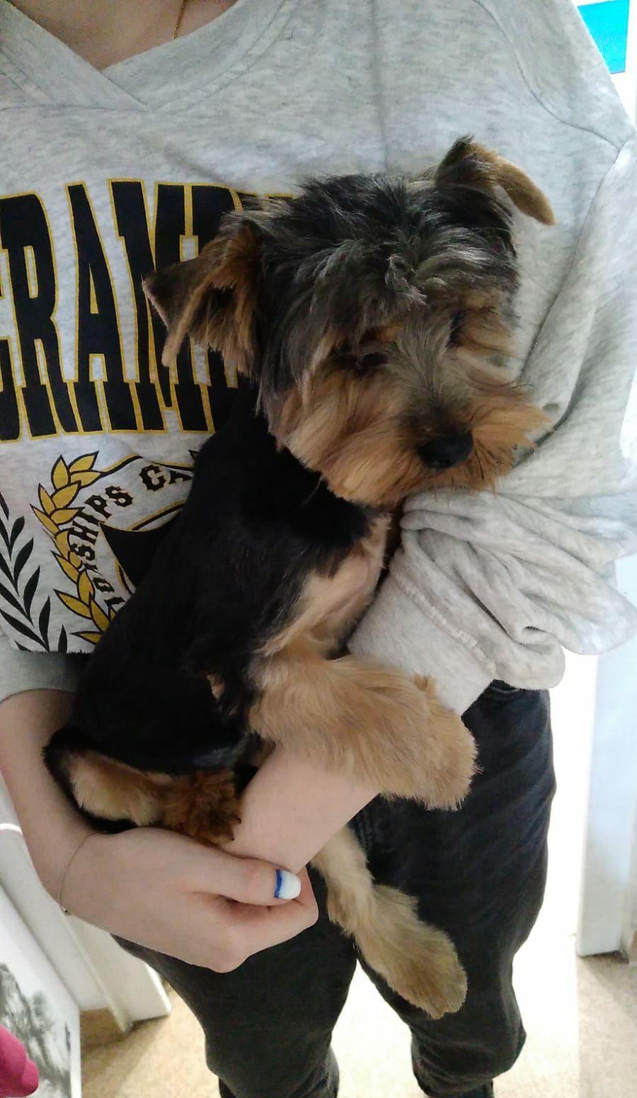yorky