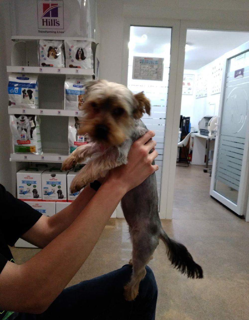 yorky