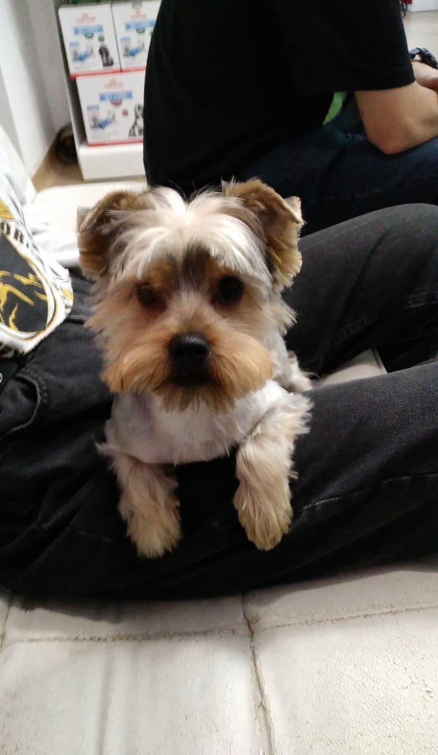 yorky