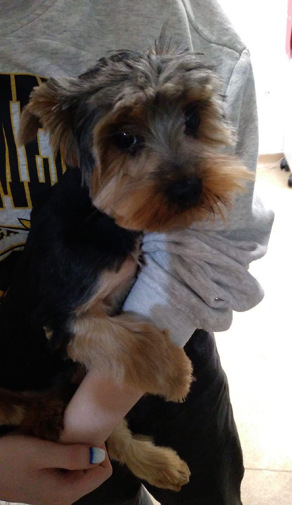 yorky